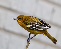 Baltimoretrupial