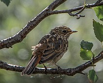 Blåhake (juvenil)