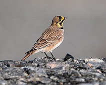 Berglärka