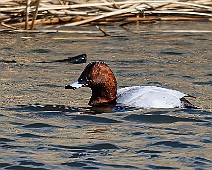 Brunand ♂
