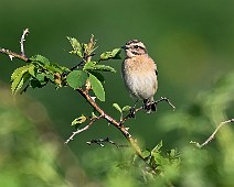 Buskskvätta ♀